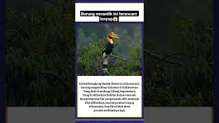 miris during secantik ini terancam punah😱 #satwalangka #burungcantik  #fauna