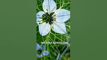 Что такое нигелла?