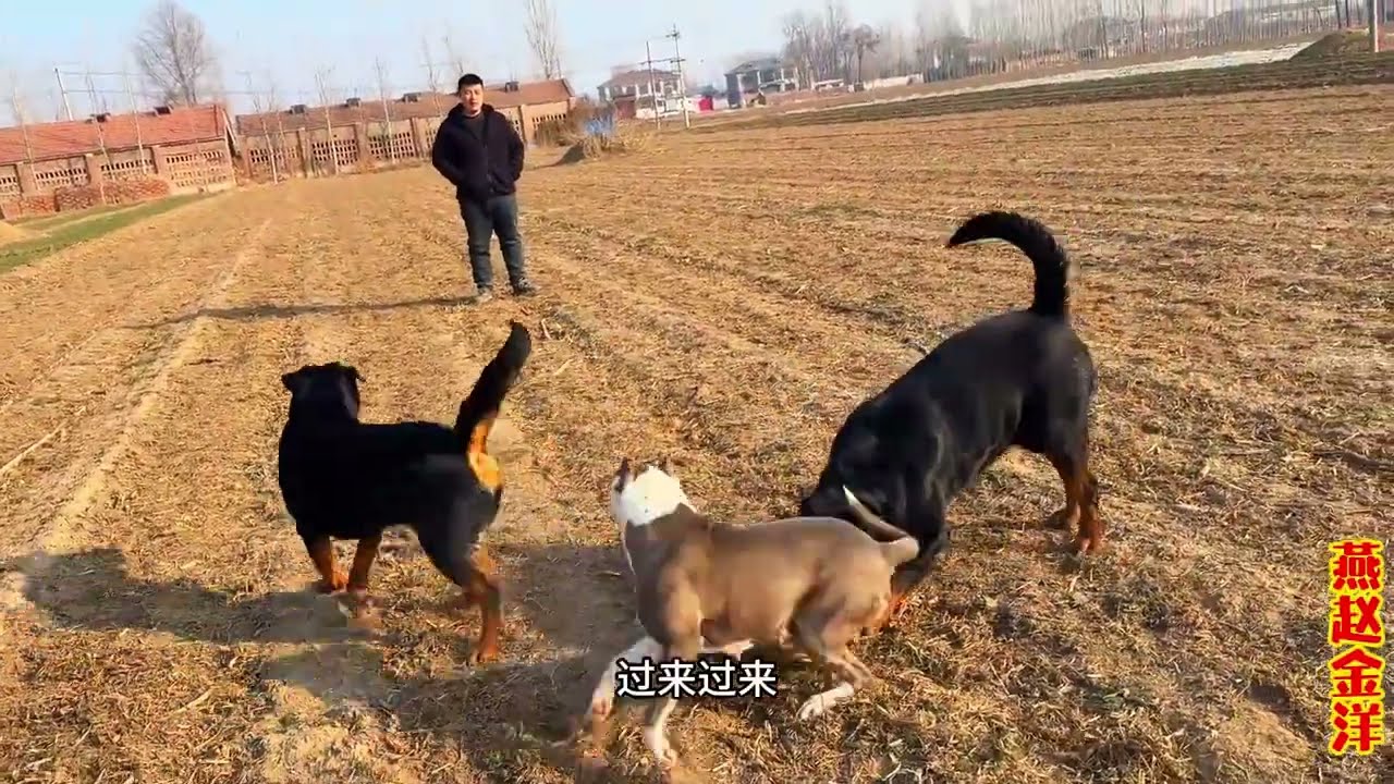 罗威纳看见斯塔福两眼放光，看见目标反被咬，看看这回事