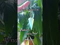 Pendules pierres naturelles. dpssoboutique.com #shopify #pendule #pendulum #zen  #pierres #voyance