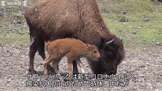 「ママ待って…」バイソン2匹が誕生　角まだなく　富士サファリパーク