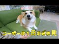 しっぽありコーギーフライの１日はいつもだいたいこんな感じ
