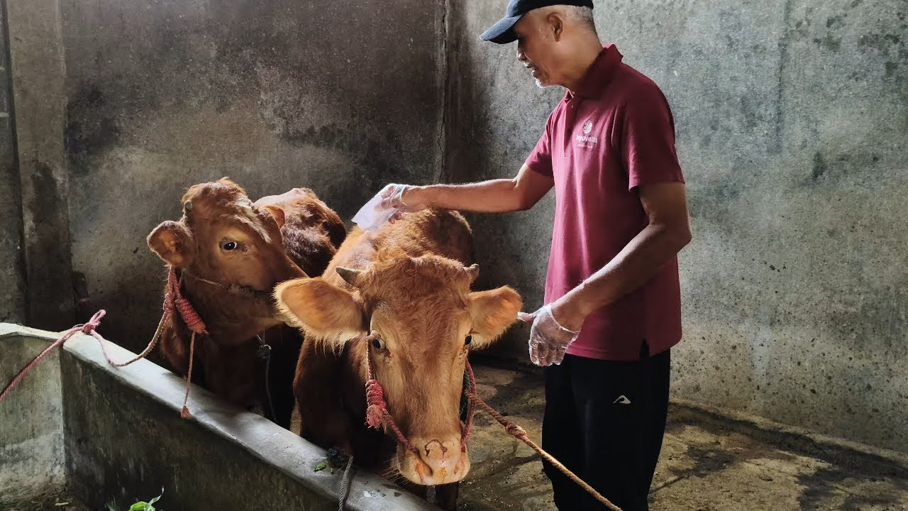 Sapi Demam PEMERIKSAAN DAN PENGOBATAN SAPI TERKENA DEMAM TIGA HARI - YouTube