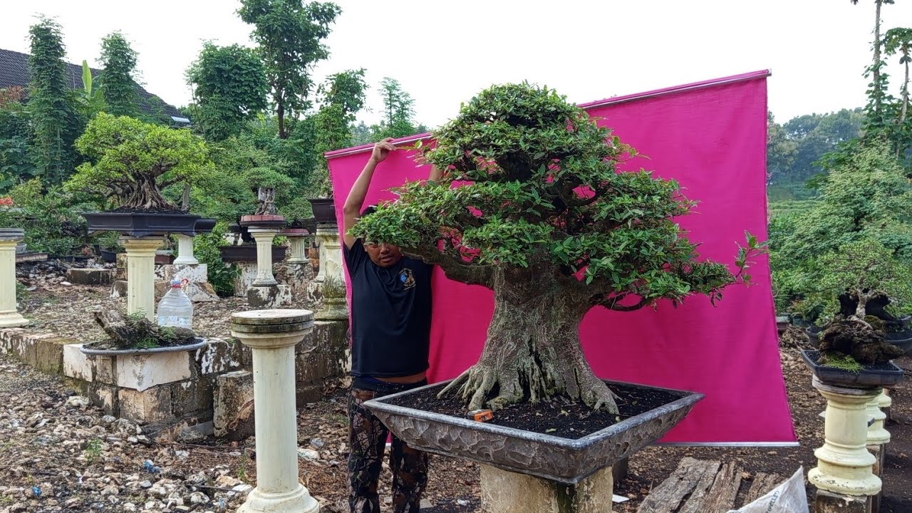 Cek harga bonsai santi dan Loa angker di mas Purnomo: 0857 3333 6888