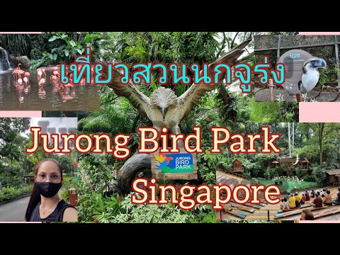 เที่ยวสวนนกจูร่ง JURONG BIRD PARK SINGAPORE!