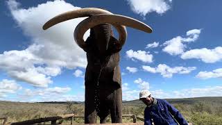 Rambo the Elephant Drinking Water