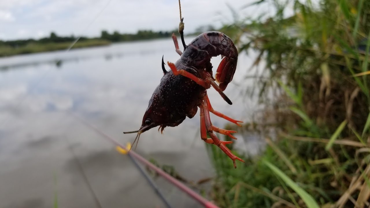 ザリガニを餌に沼で釣りしたら とんでもない事にっ 釣り動画