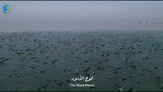 الموج الاسود - هجرة الطيور رحلة لاتنتهي Black Waves