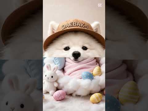 good night #Shorts #good night #sleeping cutedog daebak-i