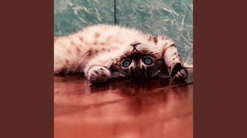 Amazing Lazy Cat Days