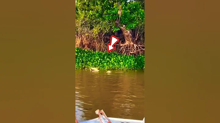 Oh my gosh, it's so scary, the leopard is approaching the crocodile #foryou #leopard #crocodile #fyp