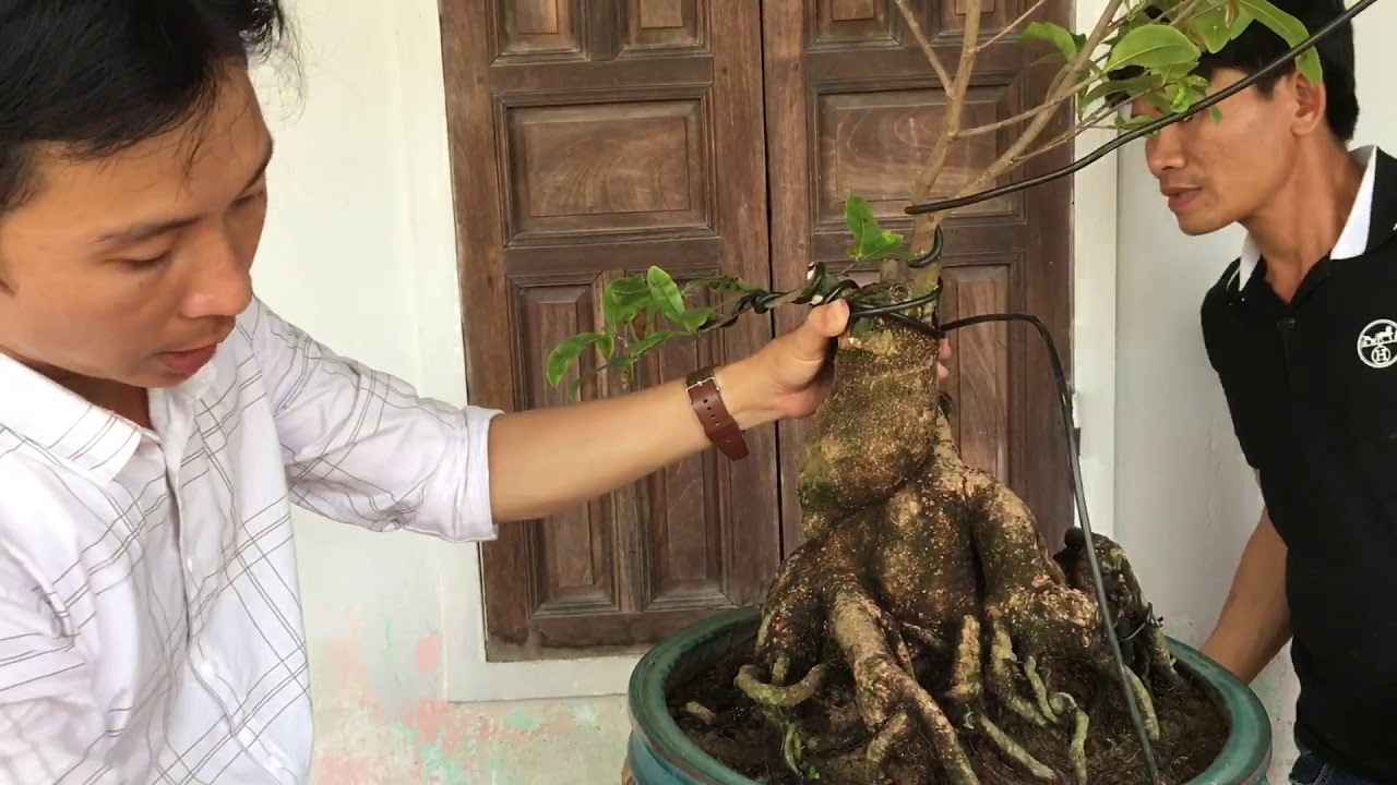 Chia sẻ kinh nghiệm lúc làm mai bonsai cho anh em mới tập chơi