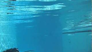 Dol-Fin Hp Monofin Test