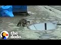 Cat Drinking From Dirty Puddle Has Cutest Meow The Dodo Cat Drinking From Dirty Puddle Has Cutest Meow The Dodo