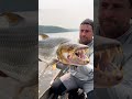 Você conhece o peixe tigre golias.