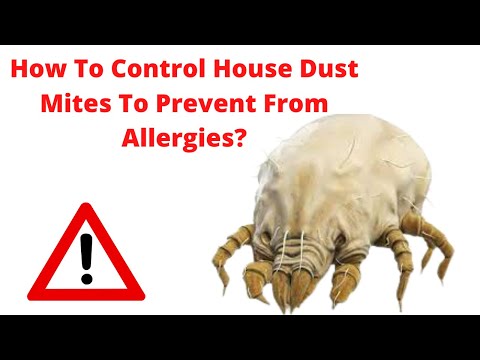 How To Control House Dust Mites To Prevent Allergies Easily With 12 Best Ways Finally Revealed