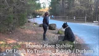 2.5yo Giant Schnauzer 'Phoenix' Before and After  Obedience 2 week Board and Train Raleigh Durham