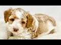 For The Love of Puppies - Australian Labradoodles