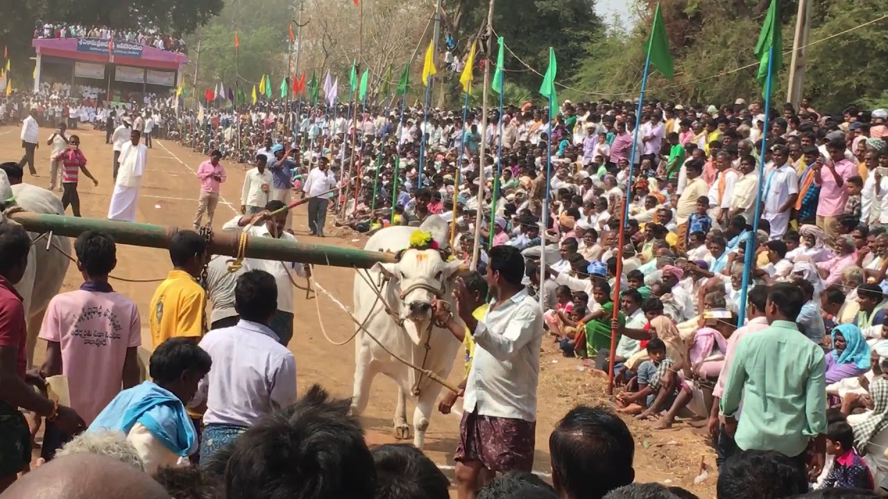 T S R infra bulls at Mahanadi