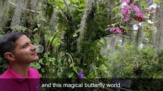 Academy biologists sustainably source many of the butterfly species
found in our four-story rainforest exhibit through a conservation
partnership with co...