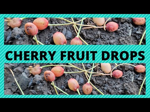 Video: Cherry Fruit Drop: Reasons For A Cherry Tree Dropping Fruit