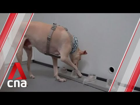 Video: El aeropuerto internacional de Dubái despliega perros detectores de coronavirus