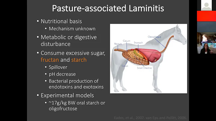 Equine Management Series: Preventing Pasture Laminitis