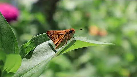Harry the Skipper Butterfly