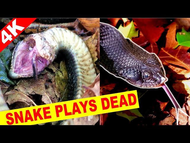 Hellbender Press - Popping toads and playing dead: Happy Halloween from the  hognose