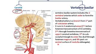 Blood Supply of the Cerebral Hemispheres - Dr. Ahmed Farid