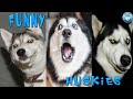 Husky funny moments cute and wholesome compilation