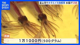 初日の水揚げは過去10年で“最少”「ホタルイカ漁」が解禁　富山湾｜TBS NEWS DIG