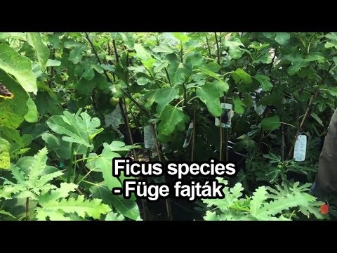 Videó: A Ficus íztelen, Vagy A Füge íztelen