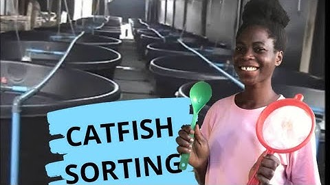 HOW TO SORT CATFISH AT THE HATCHERY | DIY. | CATFISH farming in Nigeria 2020