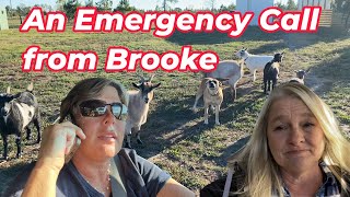 An emergency call from Brooke @mrscoghillfarm  @CogHillFarm