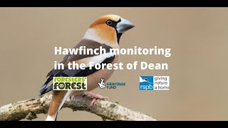 Hawfinch monitoring, in the Forest of Dean