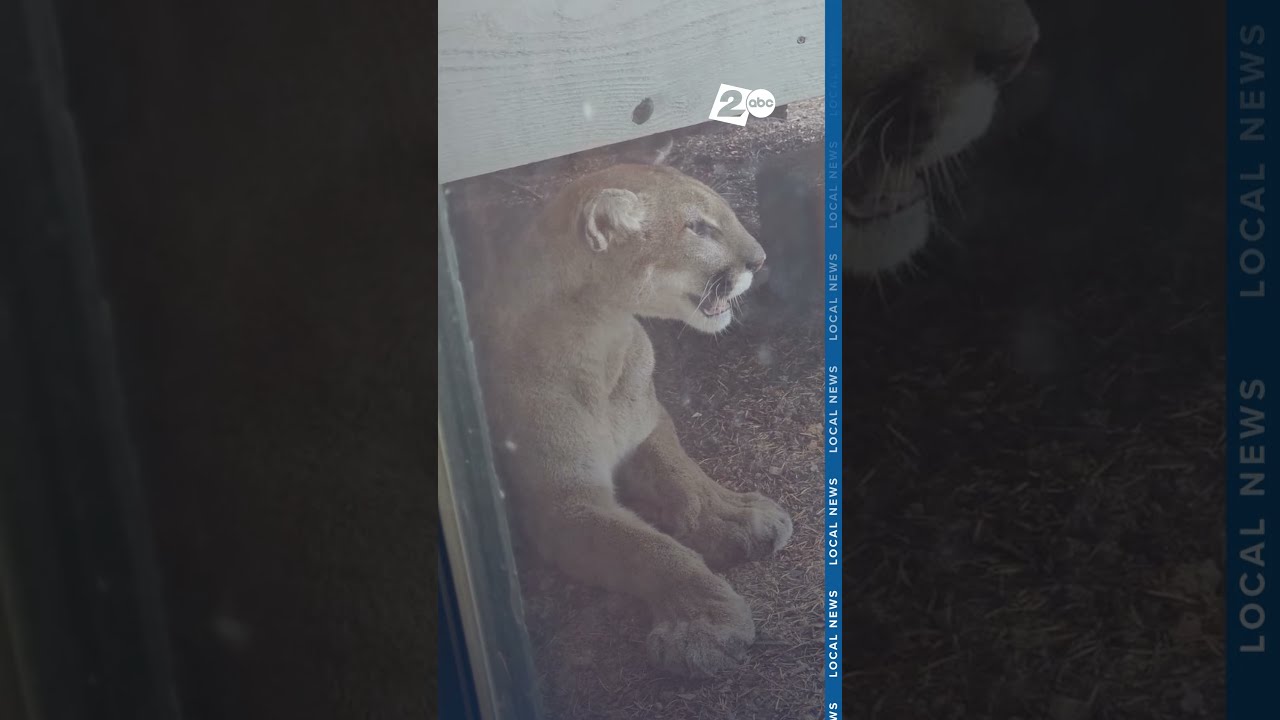 Four More Confirmed Cougar Sightings In Corvallis Oregon As Police Ask People To Be On Alert