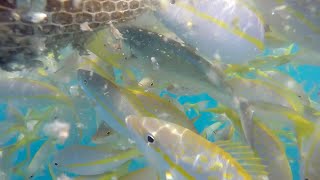 Chumming 101: #3 B Chum Net Flow Rates (With The FISHERMAN'S SHAKE).