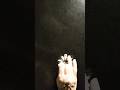 #easyrangoli #fingerstyle रांगोळी #fingerstyletutorial #flowerrangoli #plz_subscribe_ #subscribe