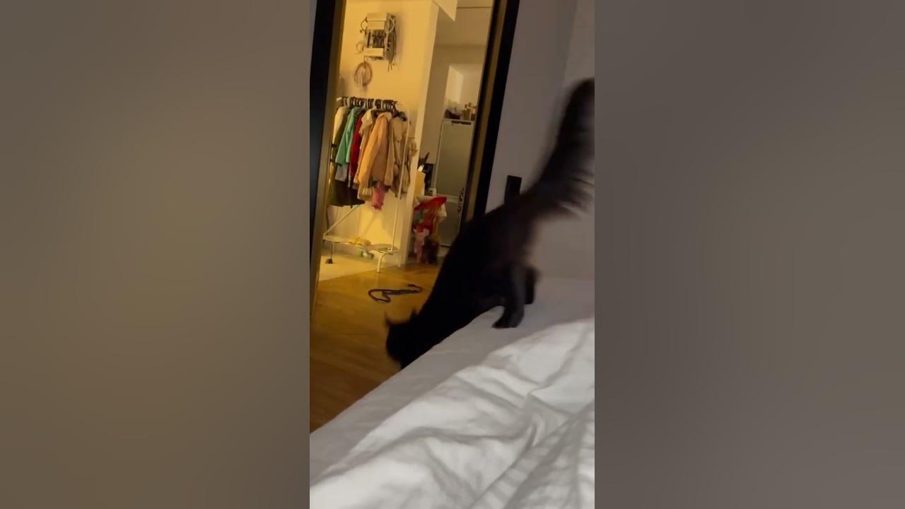 Кото-пес - YouTube