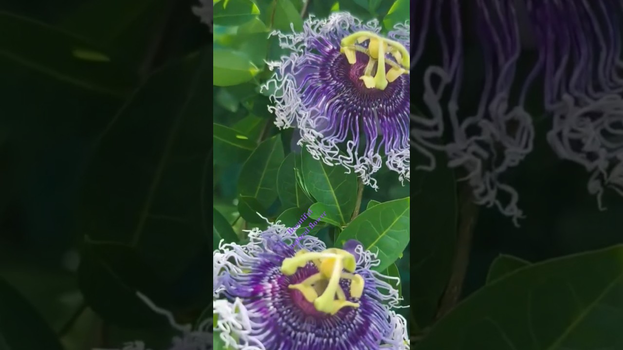 amazing beautiful flower 