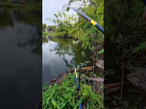 Thuỷ quái hồ đầm Bọ #caođàitổng #fishing #caucathugian