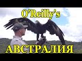 Буш АвиаКатастрофа Попугаи  OReillys