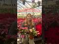Christmas Cactus care! These beautiful blooms are a holiday staple and can live 100 YEARS+ #cactus