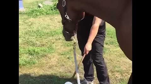 Target training, great for spooky horses or for trailer loading training. Ottawa region (Canada)