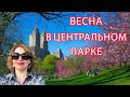 Весна в Центральном парке. \ Spring at Central Park.