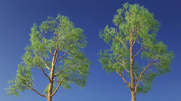 Eucalyptus wind animation test 2