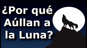 ¿Por qué grita el lobo a la luna?