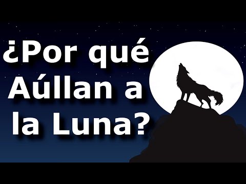 Video: Cómo Aúllan Los Lobos A La Luna