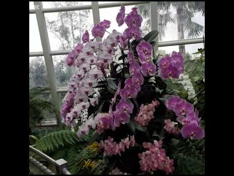 Beautiful orchids flowers #trending #shorts #flowers #youtubeshorts #shortvideo
